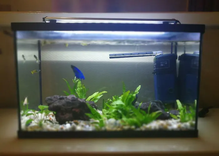 Casa טקורונטה